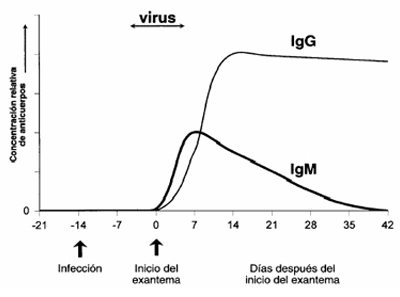 Respuesta de los anticuerpos a la fase aguda del sarampi�n