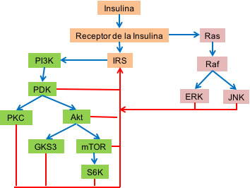 insulina de circuito de retroalimentación negativa